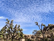 Joshua Tree National Park
