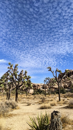 Joshua Tree National Park