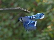 Blue J 