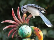 Blue Jay