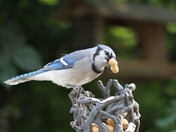 Blue Jay