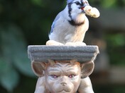 Blue Jay