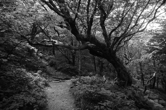 Blue ridge parkway