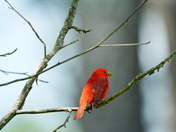 Pee Dee National Wildlife Refuge