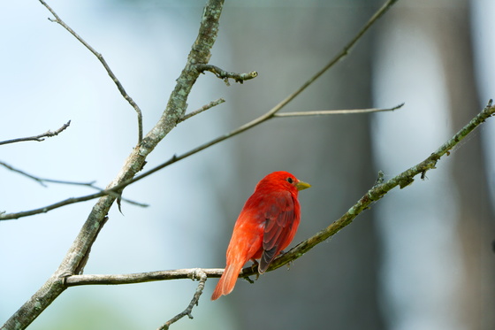 Pee Dee National Wildlife Refuge