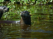 Pungo Unit Of Pocosin Lakes National Wildlife Refuge