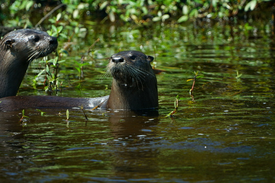 Pungo Unit Of Pocosin Lakes National Wildlife Refuge