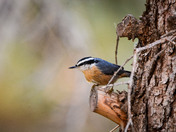 Red-Breasted Nuthatch