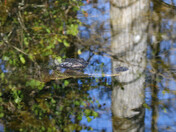 Big Cypress National Preserve