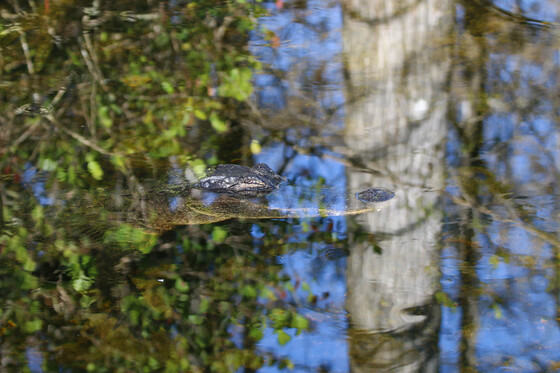 Big Cypress National Preserve