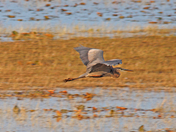 Coming in