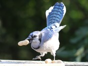 Blue Jay