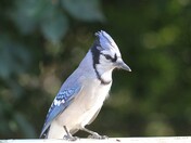 Blue Jay