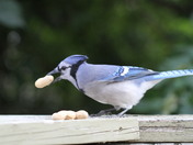 Blue Jay