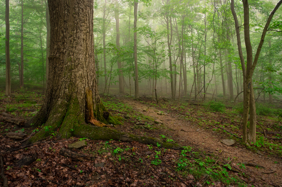 Catoctin Mountain Park