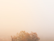 Shenandoah National Park