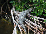 Everglades National Park