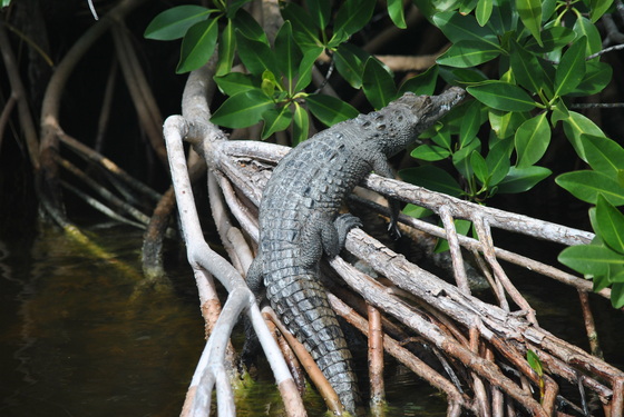 Everglades National Park