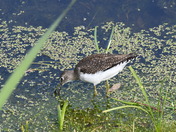 Getting ready for migration