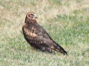 Northern Harrier