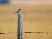 Mountain Bluebird