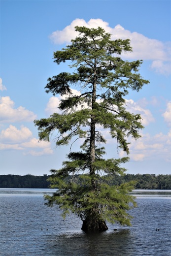 Great Dismal Swamp National Wildlife Refuge