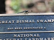 Great Dismal Swamp National Wildlife Refuge