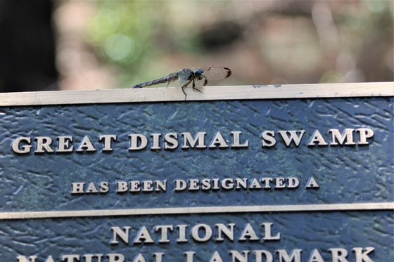 Great Dismal Swamp National Wildlife Refuge