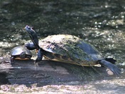 Great Dismal Swamp National Wildlife Refuge