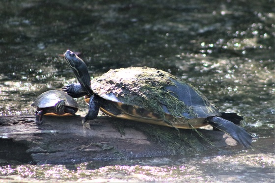 Great Dismal Swamp National Wildlife Refuge