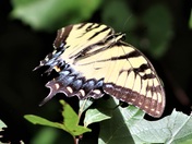 Great Dismal Swamp National Wildlife Refuge