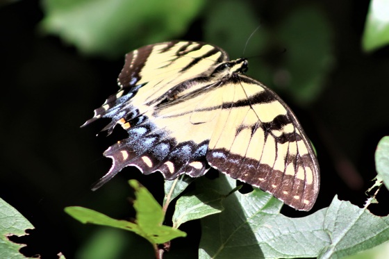 Great Dismal Swamp National Wildlife Refuge
