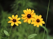 Great Dismal Swamp National Wildlife Refuge