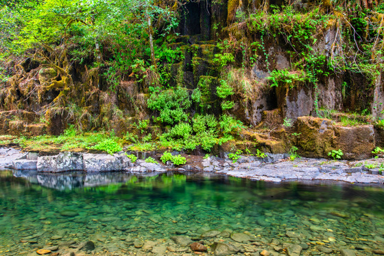 Willamette National Forest