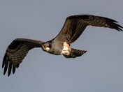 Osprey
