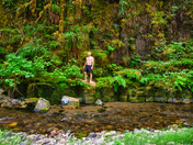 Willamette National Forest