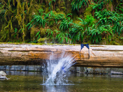 Willamette National Forest