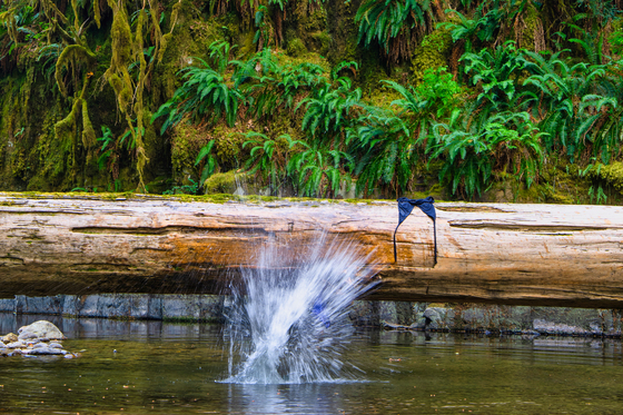 Willamette National Forest