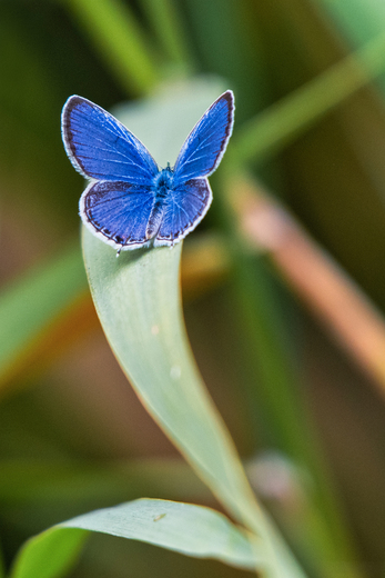 William L. Finley National Wildlife Refuge