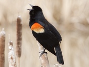  Red Winged Blackbird