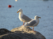 Two Glaucous gulls, Larus hyperboreus, on shore along Arctic ocean