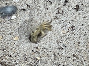Canaveral National Seashore 