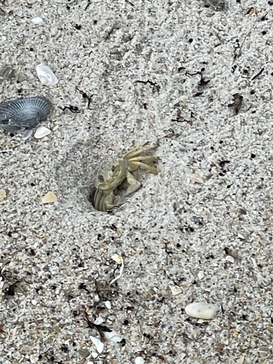 Canaveral National Seashore 