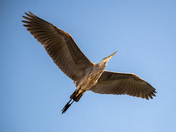 Blue Heron
