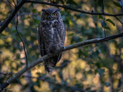 Great horned owl at sunset.