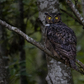 Previous upload