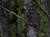 Great horned owl
