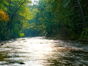 Pisgah National Forest