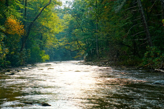 Pisgah National Forest