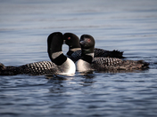 An asylum of loons